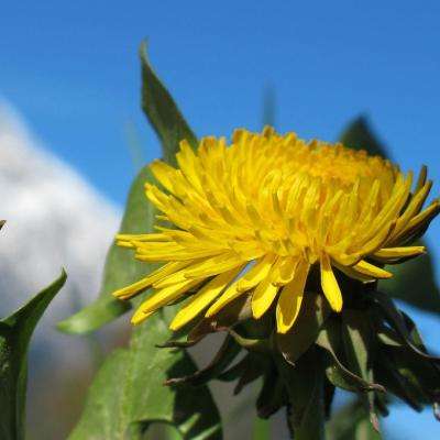 麻将胡了app手机app下